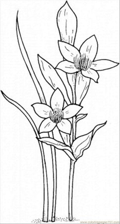 Нарцисс Лилия первоцвет