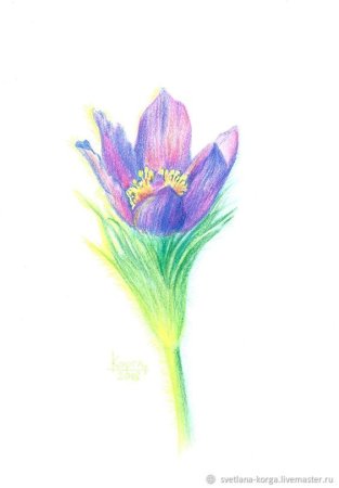 Прострел сон трава акварелью