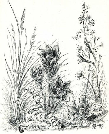 Набросок травы