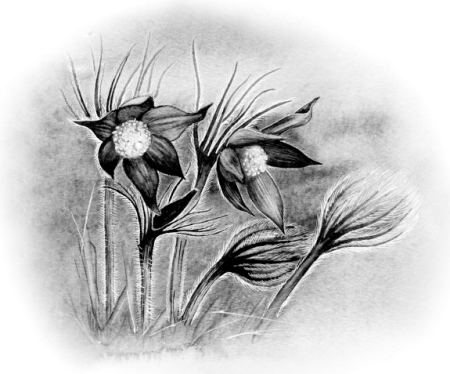 Прострел цветок