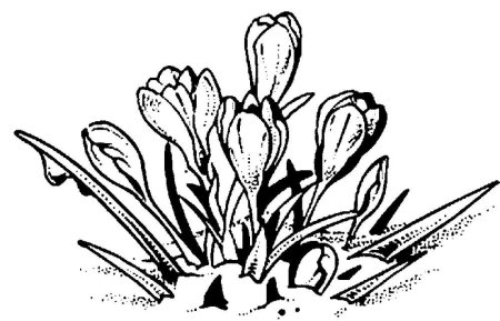 Подснежники раскраска для детей