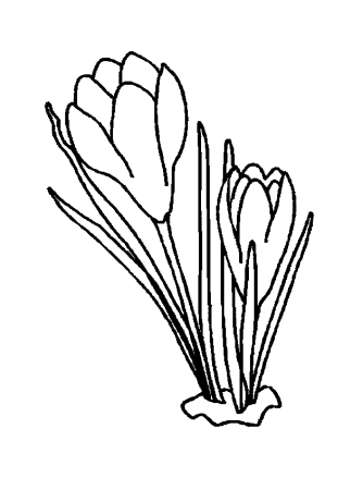 Весенние цветы раскраска для детей