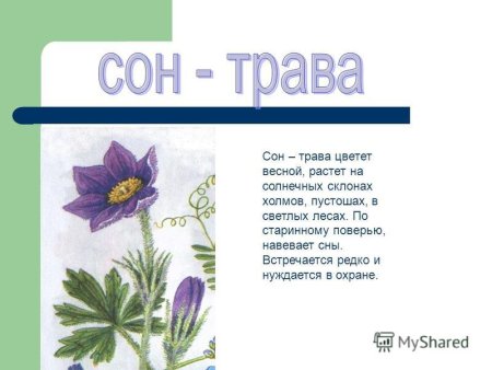 Сон-трава рисунок 2 класс