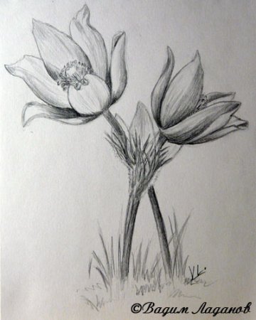 Прострел раскрытый рисунок