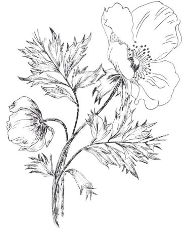 Пион тонколистный