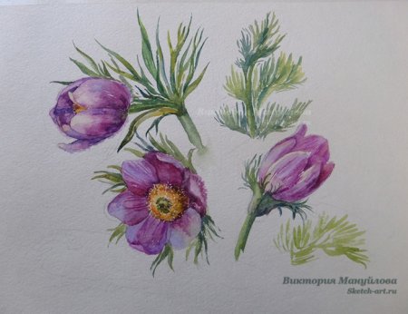 Прострел сон-трава Ботанический рисунок