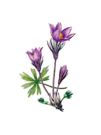 Прострел раскрытый лекарственное растение