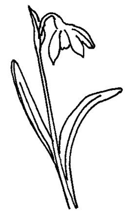 Подснежники раскраска для детей