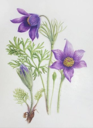 Прострел Ботаническая иллюстрация