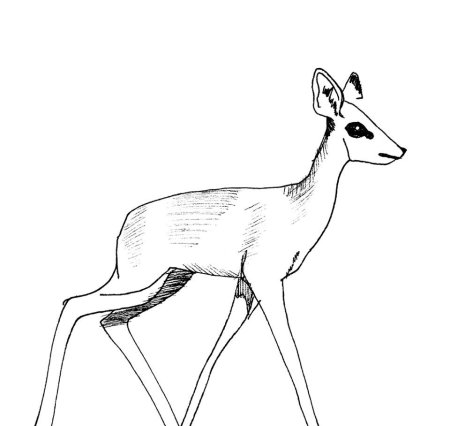 Косуля рисунок карандашом