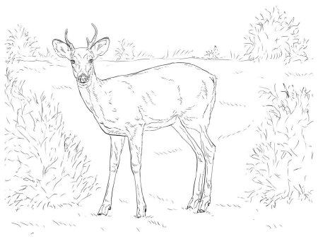 Олень рисунок раскраска