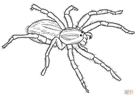 Паутина раскраска