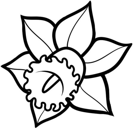 Нарцисс раскраска для детей