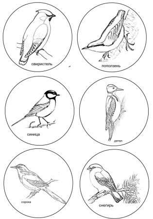 Зимние птицы раскраска