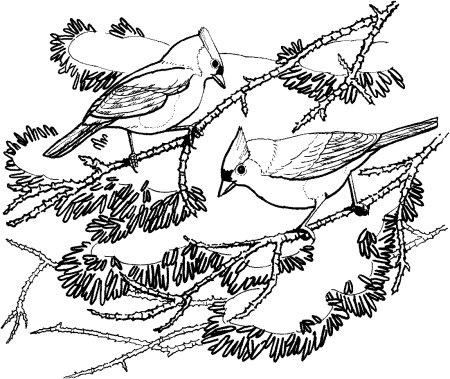 Сорока раскраска