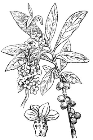 Волчье лыко контур