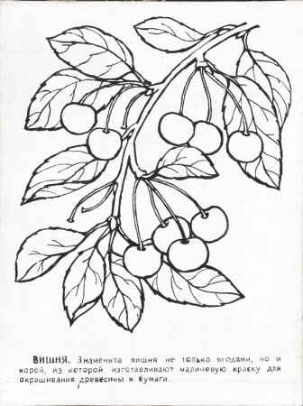 Ягода Волчье лыко раскраска