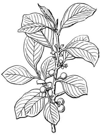 Волчье лыко в черно белом