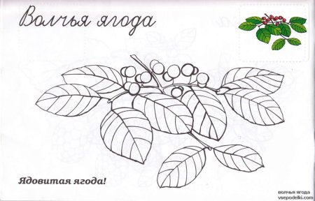Ягода Волчье лыко раскраска