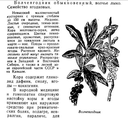 Волчье лыко ядовитое