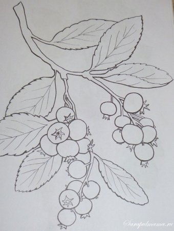 Волчье лыко