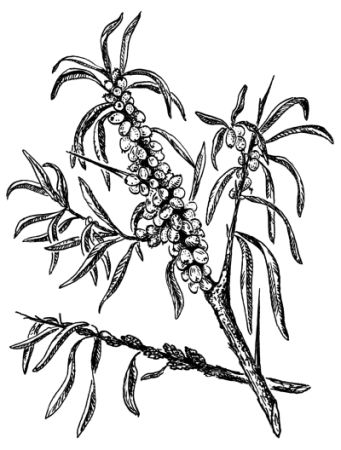 Облепиха раскраска для детей