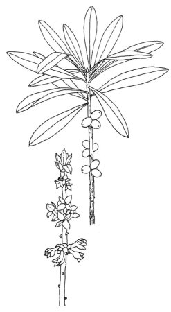 Раскраска Волчье лыко растение