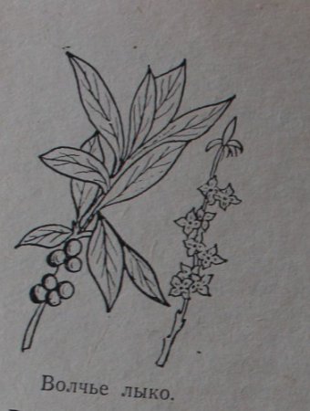 Раскраска ядовитые ягоды для детей