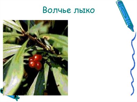 Раскраска Волчье лыко растение