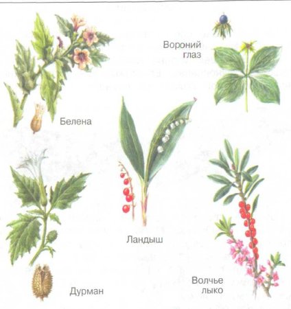 Раскраска ядовитые ягоды для детей