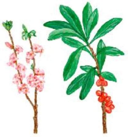 Облепиха раскраска