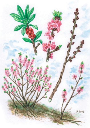 Раскраска Волчье лыко растение