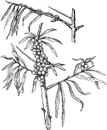 Волчье лыко для детей