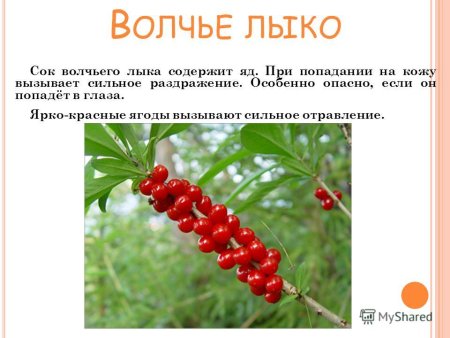 Волчье лыко раскраска