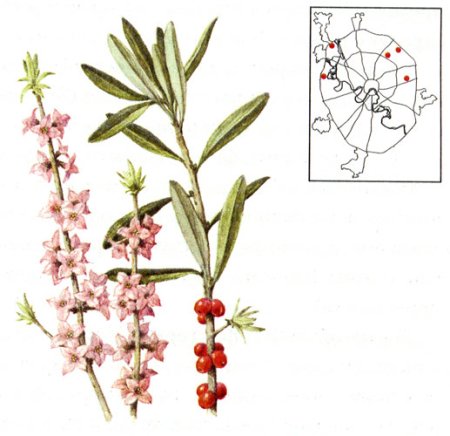 Волчье лыко