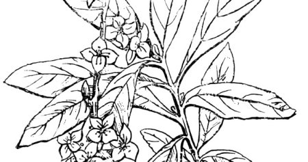 Волчье лыко