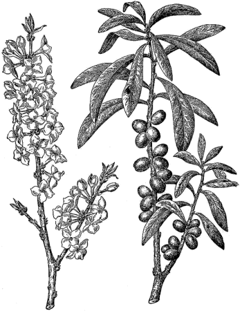 Облепиха раскраска