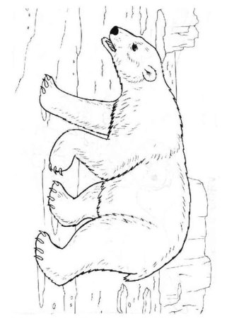 Белый медведь раскраска для детей