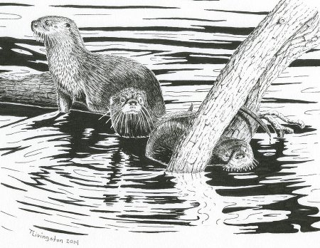 Раскраска морская выдра