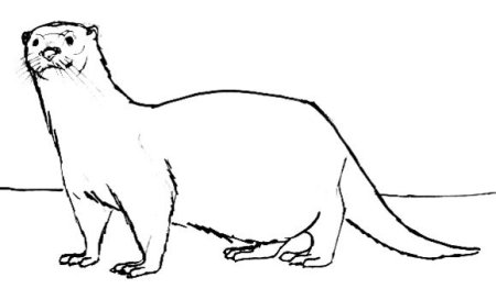 Выдра раскраска
