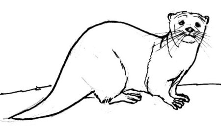 Выдра раскраска для детей