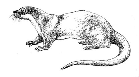 Выдра раскраска для детей