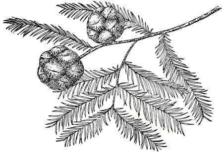 Корзинка с еловыми шишками Паустовский