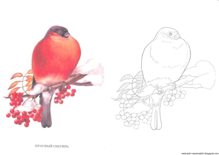 Снегирь на ветке раскраска