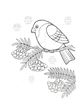 Снегирь раскраска