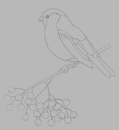 Раскраска кормушка для птиц для детей