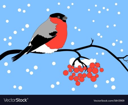 Снегирь раскраска