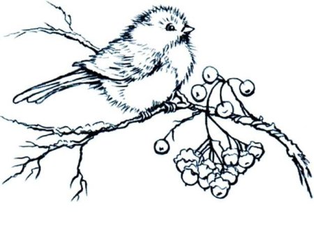 Раскраска Снегирь на ветке рябины