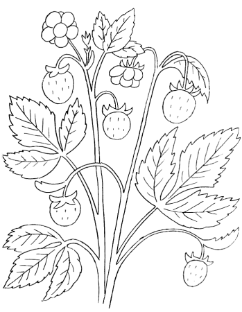 Раскраска "ягоды"