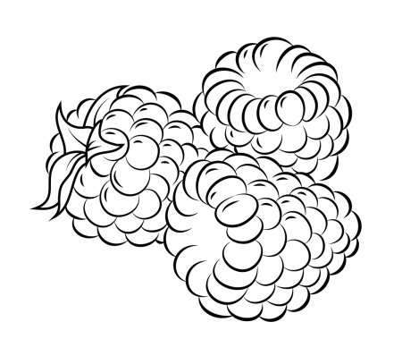 Куст малины раскраска